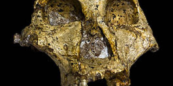 Paranthropus Robustus. Foto - José Braga - Didier Descouens Paranthropus Robustus. Foto - José Braga - Didier Descouens
