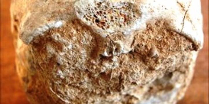De schedels dateren van rond 8300 v. Chr de Mesolitische tijd De schedels dateren van rond 8300 v. Chr de Mesolitische tijd