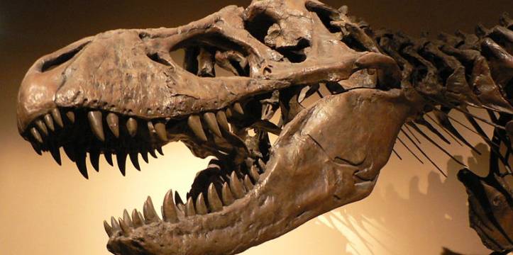 Tyrannosaurus Rex. Foto David Monniaux (Wikimedia Commons) Tyrannosaurus Rex. Foto David Monniaux (Wikimedia Commons)