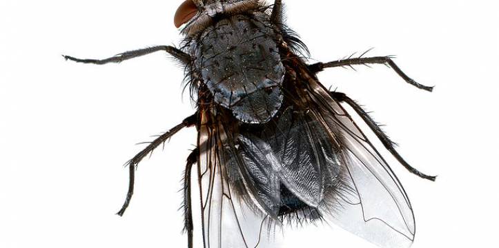 Een vlieg, vermoedelijk van de Calliphora familie Een vlieg, vermoedelijk van de Calliphora familie