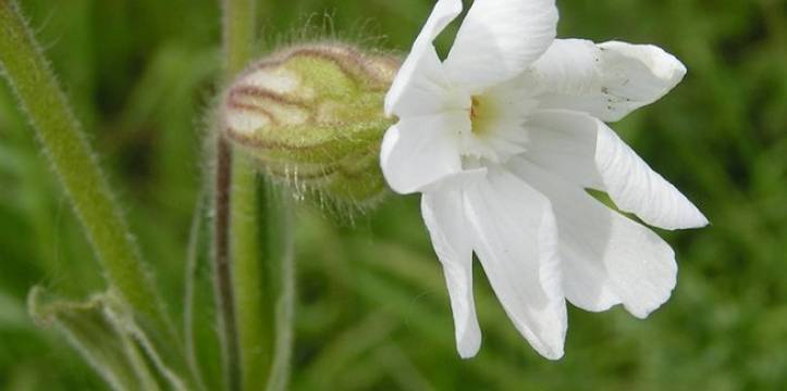 De Silene latifolia, een bloem van dezelfde familie als de uitgebloeide historische plant. Beeld - Sannse via Wikipedia Wetenschappers hebben een prehistorisch zaadje uit laten bloeien.