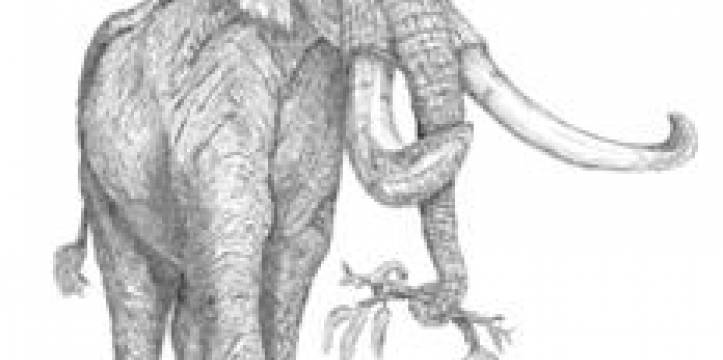 De zuidelijke mammoet, ruim vier meter hoog, weinig beharing en grote oren. Lees een artikel over de drie mammoetsoorten van Europa.