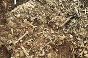 Yersinia Pestis