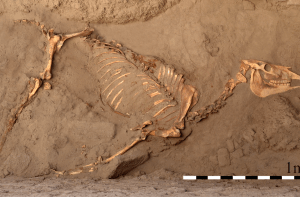 Leidse archeoloog ontdekt nubisch paardengraf