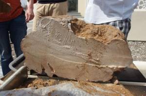 4.100-jaar oude Omaanse koraalfossiel