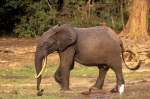 Afrikaanse bosolifant