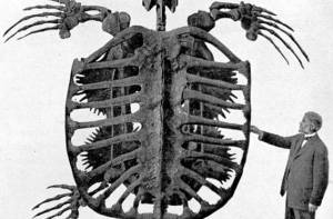 Skelet van een Archelon. 