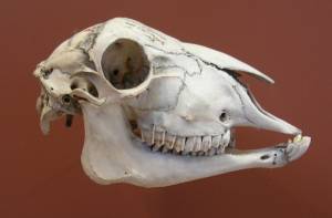 In Afrika zijn tanden gevonden van prehistorische, gedomesticeerde dieren.