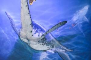 De plesiosaurus zou zo het Loch Ness monster kunnen zijn.