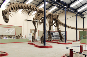 Vondst ‘grootste dinosaurus ooit’ mogelijk waar