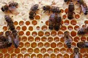 Honingbijen vliegen al zeker 5.500 jaar rond op de aarde. 