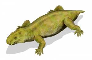 In Tasmanië is voor het eerst een fossiel van een dicynodon gevonden.