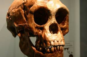 Een gipsvorm van de Homo floresiensis schedel.