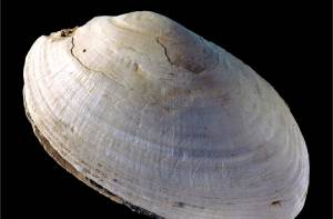 Joordens_Trinil_engravedshell.jpg The fossil Pseudodon shell (DUB1006-fL) with t