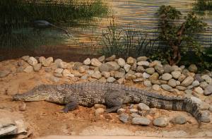 Allergrootste krokodil ooit gevonden