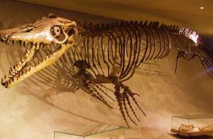 Fossiel van mosasaurus, beeld door Ghedoghedo