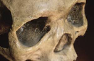 Tijdens werkzaamheden in Wenen zijn skeletonderdelen gevonden.