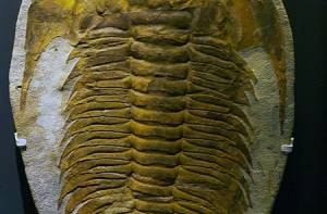 Trilobiet fossiel van ca. 500 miljoen jaar oud