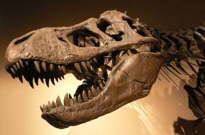 Tyrannosaurus Rex. Foto David Monniaux (Wikimedia Commons) 