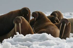 Archeologen hebben het mysterie achter de vondst van de walrussen opgegeven.