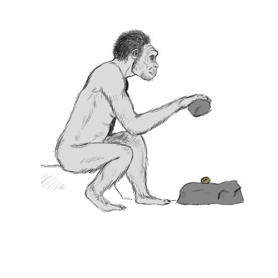 Schets van hoe de Homo habilis eruit zou hebben gezien. In de schets kraakt de Homo habilis een noot met een steen.