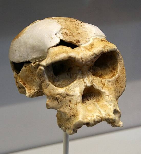 Deels gereconstrueerde schedel van Twiggy in het Nationaal Museum van Tanzania in Dar es Salaam.