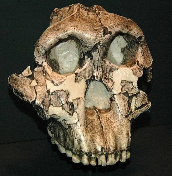 Deel van de schedel van een Paranthropus boisei, een primitieve aapsoort die ongeveer twee miljoen jaar geleden in oostelijk Afrika leefde. De reconstructie van de schedel is mogelijk gemaakt door de vondsten van kleine stukjes menselijk bot die zijn gevonden in de Olduvai-kloof. 